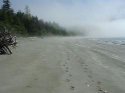 Footprints and fog Ahousaht Trail, BC